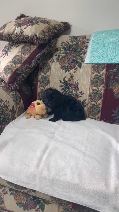 Mingo, a male Poodle - Toy  for sale in Wrightsville, GA – 9 of 10