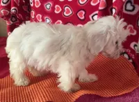 Claire, a female Bichon Frise and Shihpoo for sale in Wrightsville, GA – 2 of 8