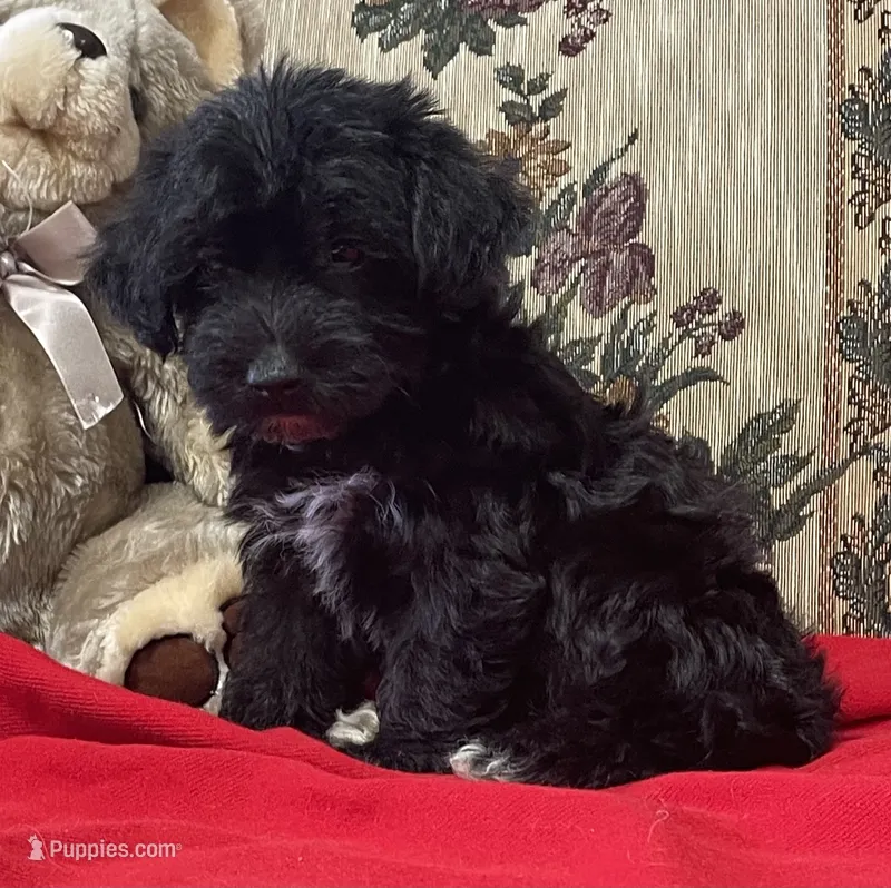Curtis – Yorkshire Terrier, Poodle - Toy  puppy for sale in Wrightsville, GA