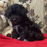 Curtis, a male Yorkshire Terrier and Poodle - Toy  for sale in Wrightsville, GA – 1 of 10
