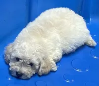 Snow, a male Poodle - Toy  and Bichpoo for sale in Wrightsville, GA – 2 of 10