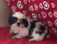 Eunice, a female Shih Tzu for sale in Wrightsville, GA – 8 of 10