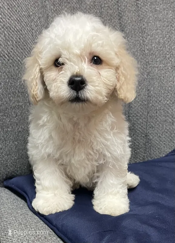 Milan – Bichon Frise puppy for sale in Wrightsville, GA