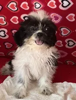 Essie, a female Shih Tzu for sale in Wrightsville, GA – 5 of 7