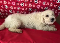 Princess , a female Bichon Frise for sale in Wrightsville, GA – 3 of 9