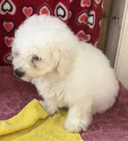 Merilyn, a female Bichon Frise for sale in Wrightsville, GA – 8 of 10