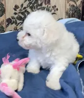 Milburn, a  Bichon Frise for sale in Wrightsville, GA – 4 of 10