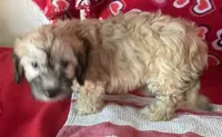 Cooper, a male Bichon Frise and Shihpoo for sale in Wrightsville, GA – 6 of 10