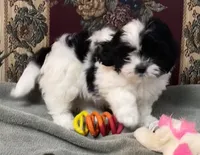 Orlena, a female Shihpoo and Shih Tzu for sale in Wrightsville, GA – 2 of 10