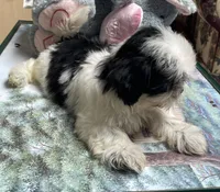 Earl, a male Shih Tzu for sale in Wrightsville, GA – 6 of 8