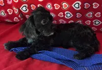 Zuma, a female Shih Tzu and Poodle - Toy  for sale in Wrightsville, GA – 2 of 10