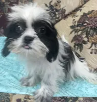 Elisha, a male Shih Tzu for sale in Wrightsville, GA – 8 of 10