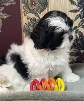 Orlena, a female Shihpoo and Shih Tzu for sale in Wrightsville, GA – 4 of 10