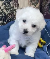Milburn, a  Bichon Frise for sale in Wrightsville, GA – 2 of 10