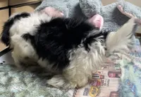 Earl, a male Shih Tzu for sale in Wrightsville, GA – 3 of 8
