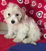 Camila, a female Bichon Frise and Shihpoo for sale in Wrightsville, GA – 2 of 9