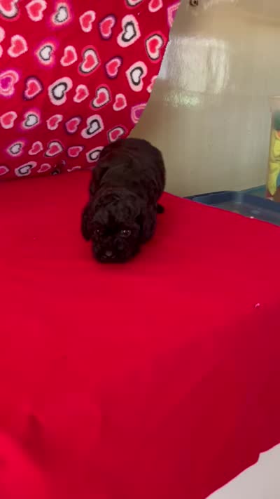 Wilona, a female Poodle - Toy  for sale in Wrightsville, GA – 6 of 7