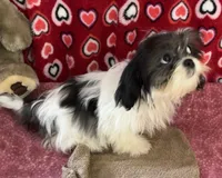 Nahum, a male Shih Tzu for sale in Wrightsville, GA – 7 of 10
