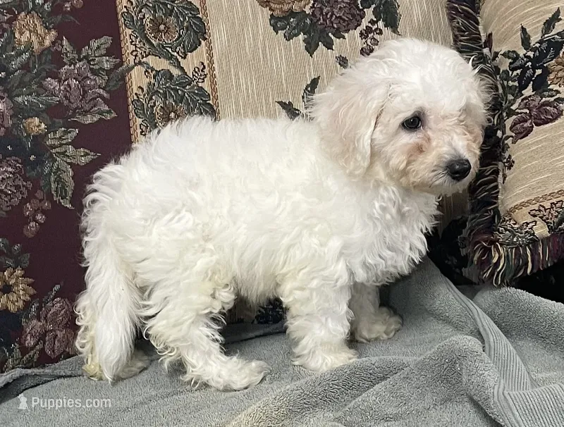 Damian – Bichon Frise puppy for sale in Wrightsville, GA
