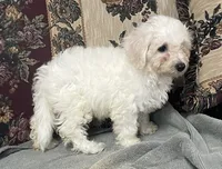 Damian, a male Bichon Frise for sale in Wrightsville, GA – 1 of 10
