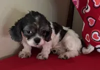 Nahum, a male Shih Tzu for sale in Wrightsville, GA – 7 of 10