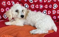 Milton, a male Poodle - Toy  for sale in Wrightsville, GA – 3 of 10