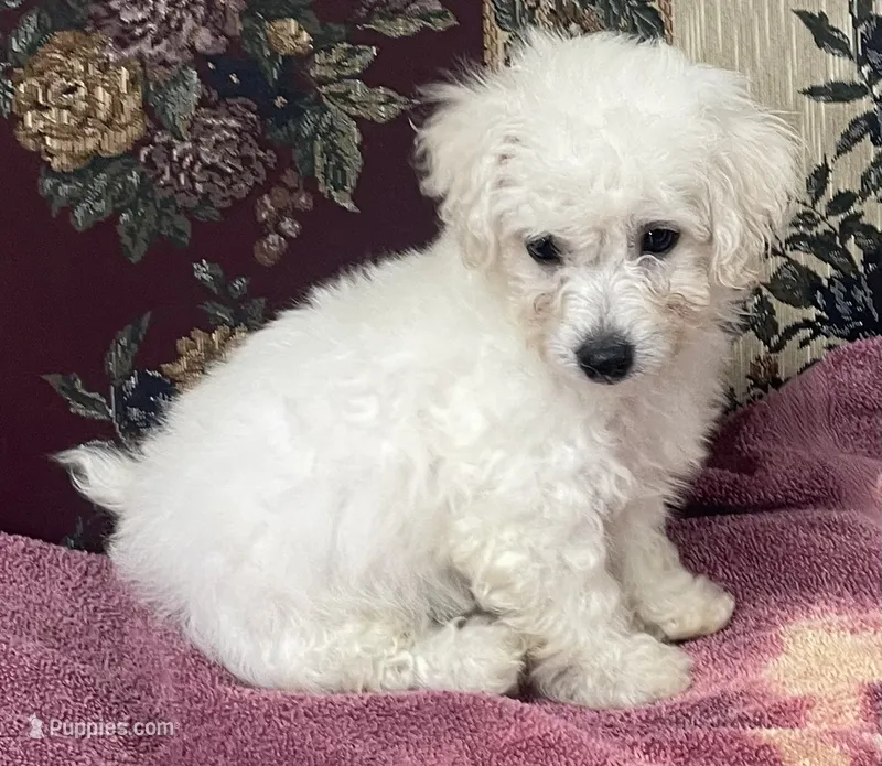 Daniel – Bichon Frise puppy for sale in Wrightsville, GA