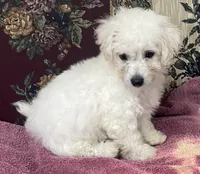 Daniel, a male Bichon Frise for sale in Wrightsville, GA – 1 of 10