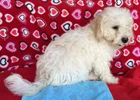 Dawson, a male Bichon Frise for sale in Wrightsville, GA – 6 of 10