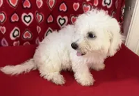 Dawson, a male Bichon Frise for sale in Wrightsville, GA – 2 of 10