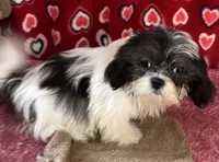 Nahum, a male Shih Tzu for sale in Wrightsville, GA – 6 of 10