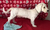 Merilyn, a female Bichon Frise for sale in Wrightsville, GA – 5 of 8