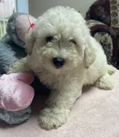 Snow, a male Poodle - Toy  and Bichpoo for sale in Wrightsville, GA – 9 of 10