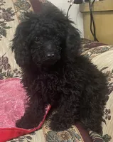 Leola, a female Poodle - Toy  for sale in Wrightsville, GA – 5 of 8