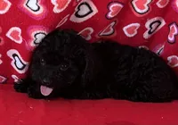 Leola, a female Poodle - Toy  for sale in Wrightsville, GA – 5 of 9