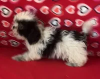 Elisha, a male Shih Tzu for sale in Wrightsville, GA – 2 of 10
