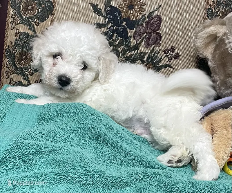 Delwin – Bichon Frise puppy for sale in Wrightsville, GA