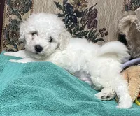 Delwin, a male Bichon Frise for sale in Wrightsville, GA – 1 of 10