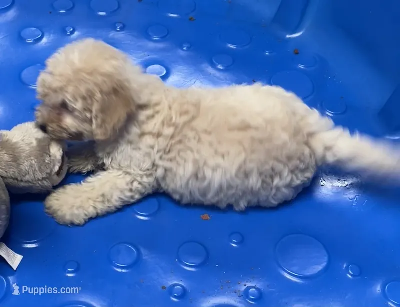 Sofie – Poodle - Toy , Bichpoo puppy for sale in Wrightsville, GA