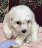 Dalila, a female Bichon Frise for sale in Wrightsville, GA – 3 of 10