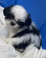 Essie, a female Shih Tzu for sale in Wrightsville, GA – 9 of 10
