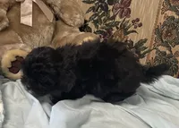 Zofia, a female Shih Tzu and Poodle - Toy  for sale in Wrightsville, GA – 5 of 9