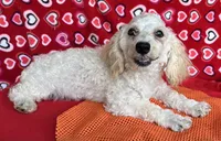 Milton, a male Poodle - Toy  for sale in Wrightsville, GA – 8 of 10