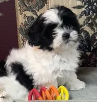 Orlena, a female Shihpoo and Shih Tzu for sale in Wrightsville, GA – 1 of 10