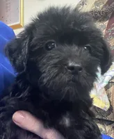 Corette, a female Yorkshire Terrier and Poodle - Toy  for sale in Wrightsville, GA – 9 of 10