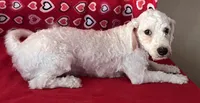 Dawson, a male Bichon Frise for sale in Wrightsville, GA – 2 of 10