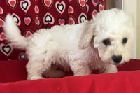 Milan, a male Bichon Frise for sale in Wrightsville, GA – 4 of 10