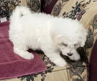 Dalila, a female Bichon Frise for sale in Wrightsville, GA – 2 of 10