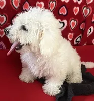 Delwin, a male Bichon Frise for sale in Wrightsville, GA – 5 of 10
