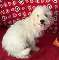 Tilton, a male Bichon Frise for sale in Wrightsville, GA – 7 of 10